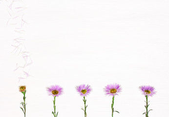 Five flowers on a white background