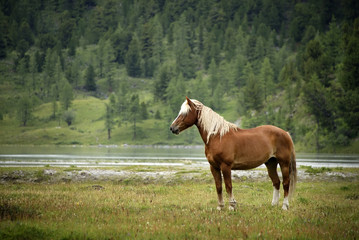 Fototapeta premium Horse in Altai Mountains, Russian Federation