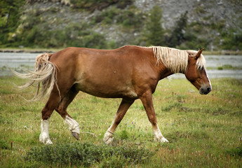Naklejka na ściany i meble Horse in Altai Mountains, Russian Federation
