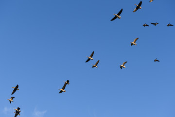 Fototapeta premium Wildgänse im Flug am blauen Himmel