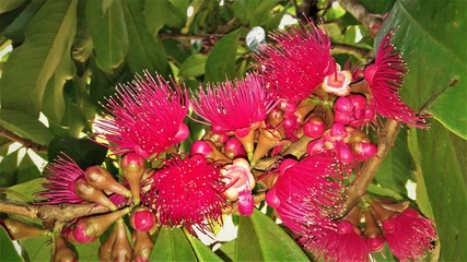  Flower and fruits
