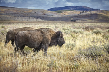 Two adult American bison grazing in Grand Teton National Park, USA