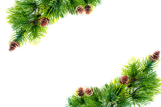 frame of spruce branches on a white background