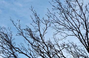 Silhouette of tree branches against blue clear sky
