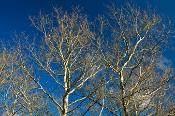 Tree branches without leaves against blue sky at sunny autumn day