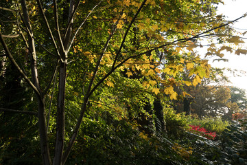 arboretum autumn