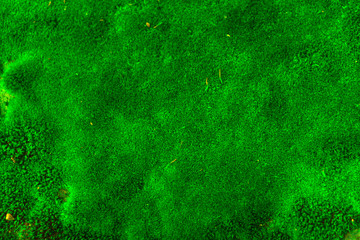 Fototapeta premium Green natural moss background - top view. Selective focus.