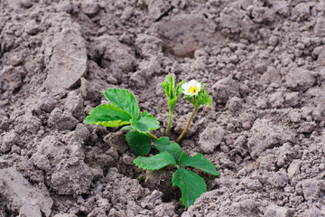 strawberry bush