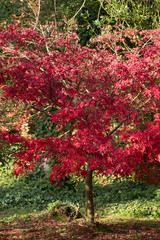 arboretum autumn