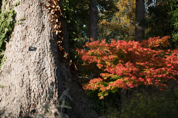 Obraz premium arboretum autumn