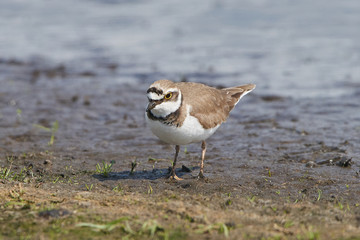 Little ringed plover (Charadrius dubius)