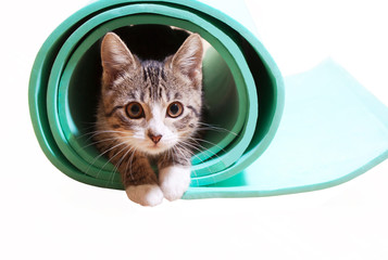 Kitten sitting on a yoga mat on a white background