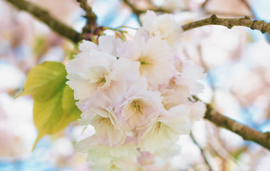 Flowers of the cherry blossoms