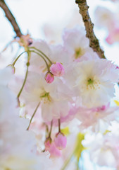Flowers of the cherry blossoms