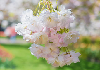 Flowers of the cherry blossoms