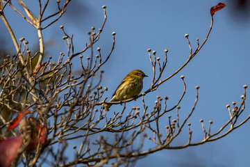 Pine warbler