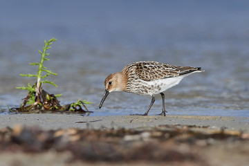 Sanderling (Calidris alba)
