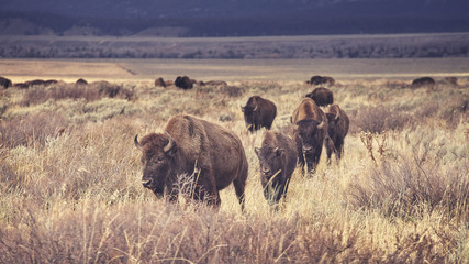 Retro toned herd of American bisons grazing in the Grand Teton National Park, Wyoming, USA.