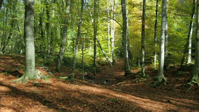 Beech Fields in Early Autumn Panoramic View.
Sun rays crossing the beech leaves in Fall.
Pan assist with a Gennie Mini.
Natural landscape of La Fageda, Girona.
