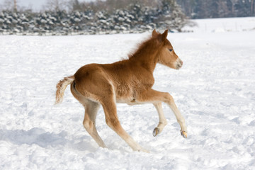 Fototapeta na wymiar Nice foal running