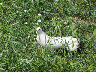 White dove in the grass