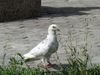 White dove on the pavement slab in the Park