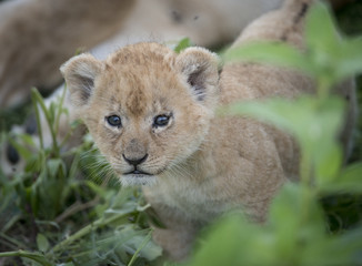 Newborn Lion Cub