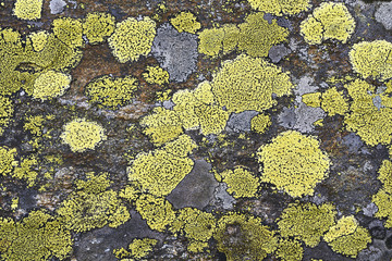 Landkartenflechte (Rhizocarpon geographicum) auf Silikatfelsen - obrazy, fototapety, plakaty