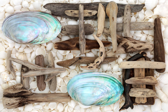 Seashell and Driftwood Abstract