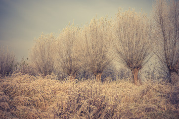 Obraz na płótnie Canvas Cold morning landscape with willows, Poland