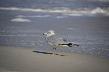 Seagull on the beach