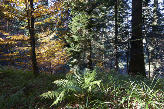 Herbstlicher Tannen-Buchenwald im Emmental