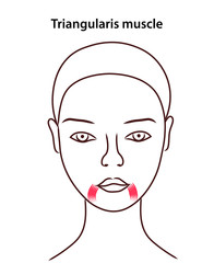 Женское лицо  и мимические мышцы, образующие морщины и складки. Старение лица