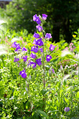 Beautiful Bellflower in the grass