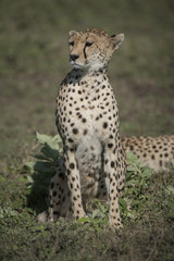 Fototapeta na wymiar Cheetah Portrait, Seregeti