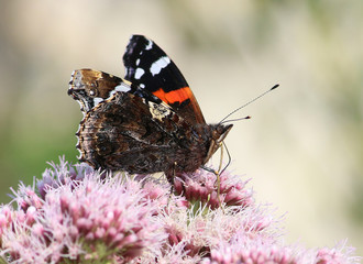 Red Admiral butterfly (Vanessa atalanta) feedng on a hemp agrimony flower in summer.