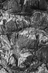 Old tropical palm tree bark weathered vertical texture closeup black and white abstract