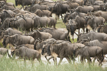 Wildebeest Crowd, Serengeti