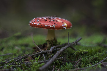 fly agaric