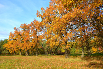 Autumn in the oak grove