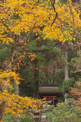 森林の中の神社