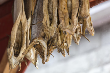 Stockfish hanging to dry