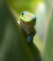 Madagascar Gecko