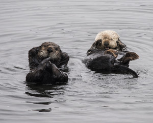 Fototapeta premium Sea Otters