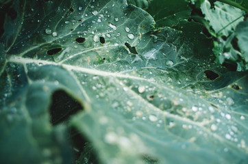 Water drops on fresh cabbage leaves in orchard. Nice vegetarian natural background. Empty space for copy, text, lettering.