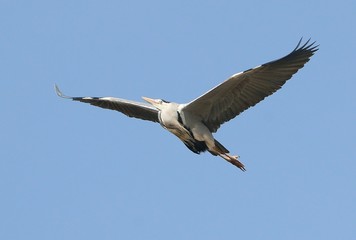 Close-up of a Eurasian Gray Heron (Ardea cinerea) in flight.