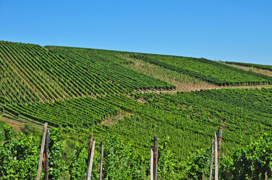 Vigneti nella valle del Reno a Dambach La Ville, Alsazia - Francia