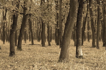 abstract view of oak forest