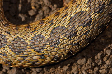 detail on skin of viper