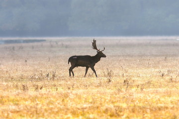 fallow deer buck on field